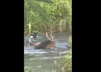 ▲高雄旗山區近日野狗成群肆虐，超過50隻流浪犬並發生攻擊牲畜與梅花鹿事件，造成居民恐慌。（圖／翻攝自劉文寶臉書）