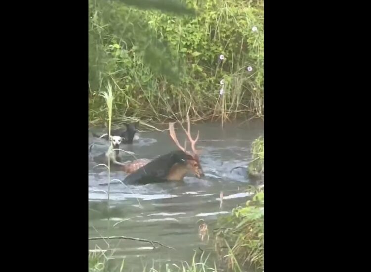 ▲高雄旗山區近日野狗成群肆虐，超過50隻流浪犬並發生攻擊牲畜與梅花鹿事件，造成居民恐慌。（圖／翻攝自劉文寶臉書）