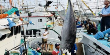 ▲琉球籍漁船「富漁慶2號」捕獲的一尾黑鮪魚，在重量與作業條件均符合規範下，確認奪得2026年第一鮪資格。（圖／屏東縣政府提供）