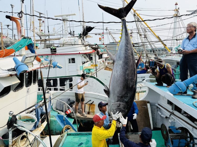 ▲琉球籍漁船「富漁慶2號」捕獲的一尾黑鮪魚,在重量與作業條件均符合規範下,確認奪得2026年第一鮪資格。(圖/屏東縣政府提供)