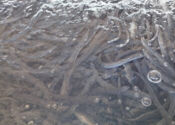 ▲台灣鰻魚養殖產業近年面臨挑戰，不穩定的魚苗來源、捕苗期與氣候脫節，使產業產量與出口量明顯下滑。（圖／記者陳立驌攝）